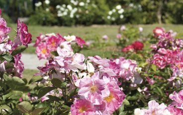 Concours des jardins et balcons fleuris